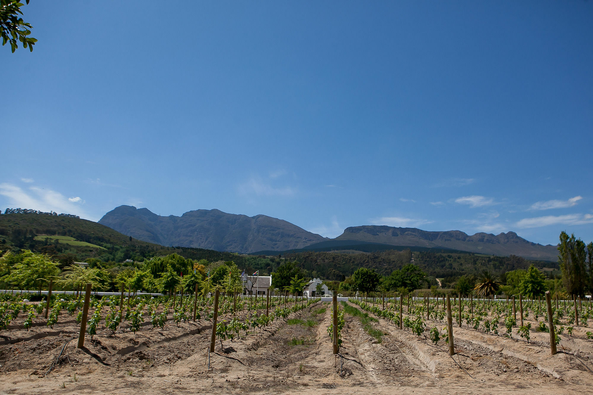 1692 De Kleijne Bos Country House Paarl Buitenkant foto